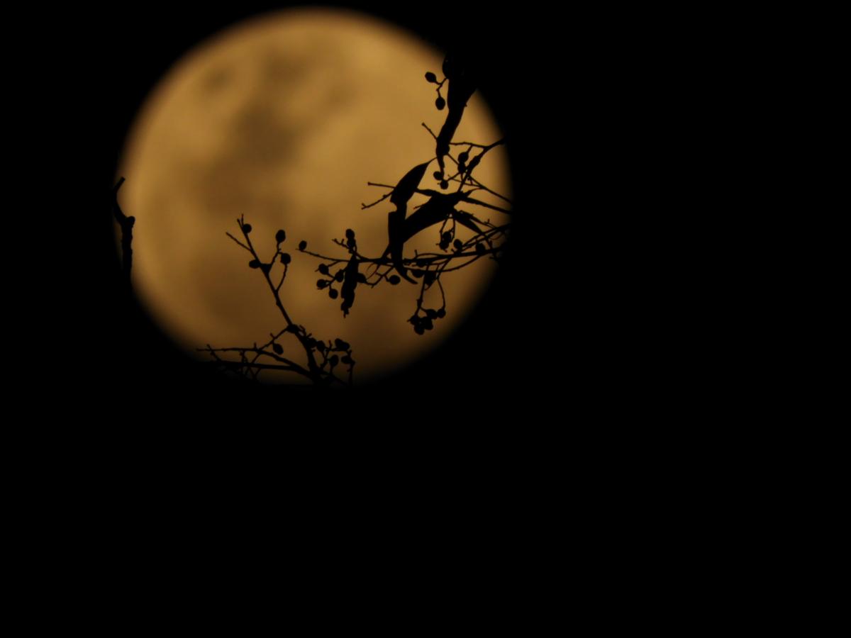 Moon Silhouette