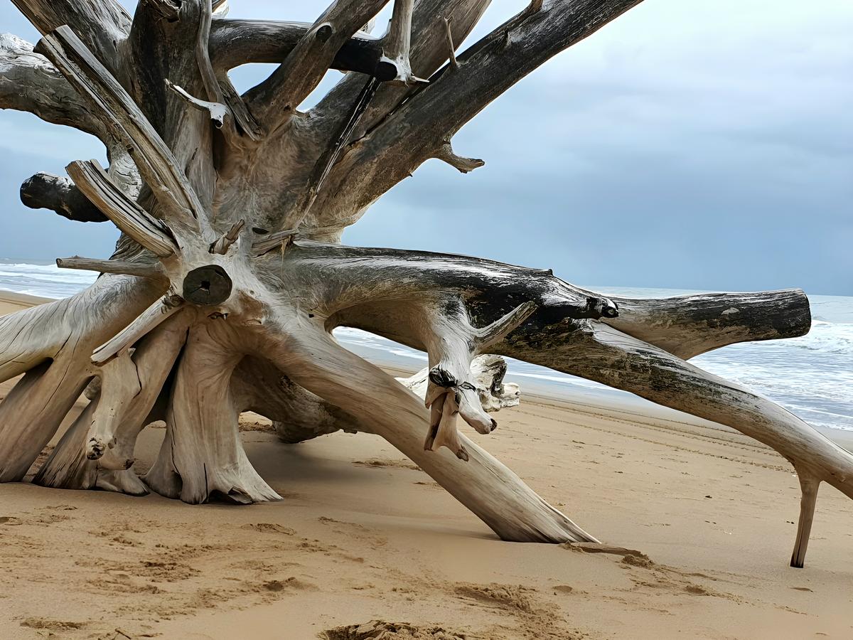 Storm Beach Driftwood